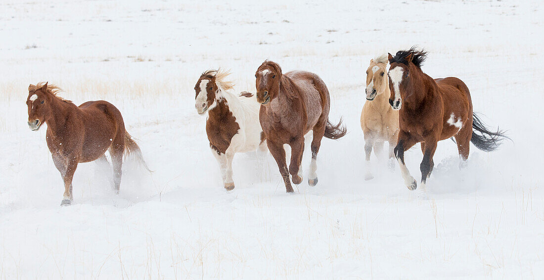 Cowboy horse drive on Hideout Ranch, Shell, Wyoming. Herd of horses running in snow.