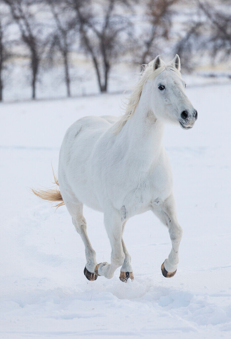 Cowboy-Pferdetrieb auf der Hideout Ranch, Shell, Wyoming. Weißes Pferd läuft im Schnee