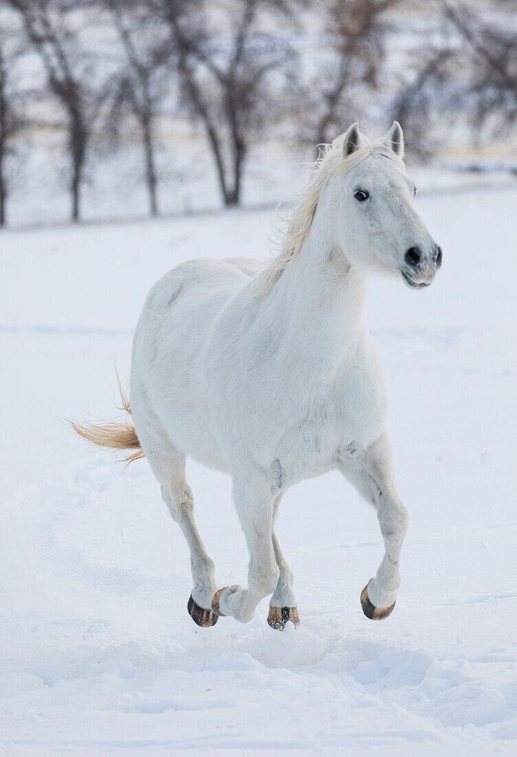 Cowboy horse drive on Hideout Ranch, Shell, Wyoming. White horse running in the snow