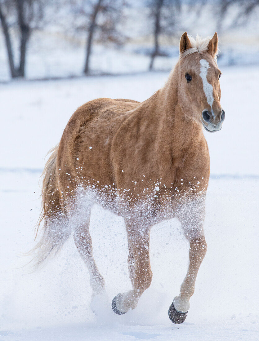 Cowboy-Pferdetrieb auf der Hideout Ranch, Shell, Wyoming. Ein einzelnes Pferd läuft im Schnee.