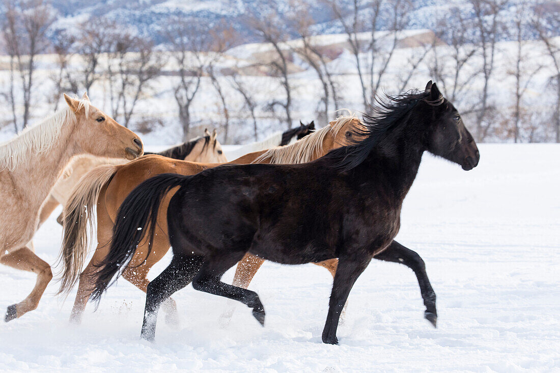 Cowboy-Pferdetrieb auf der Hideout Ranch, Shell, Wyoming. Herde von Pferden im Schnee.