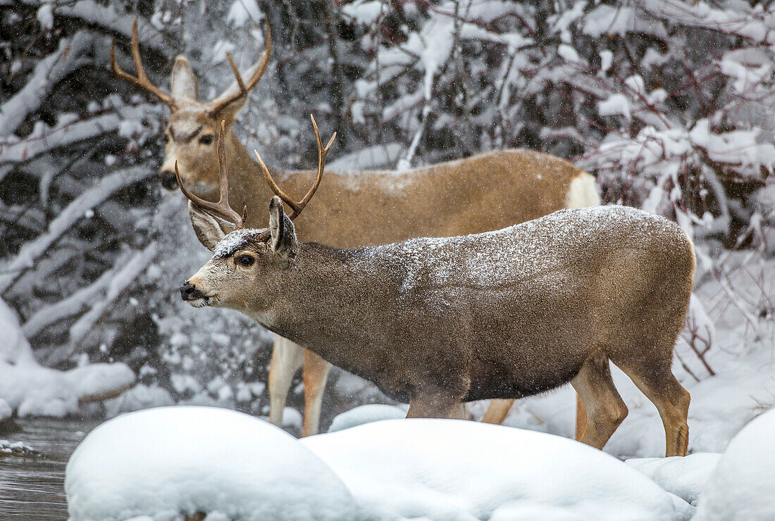 Usa, Wyoming, Sublette County, two mule deer bucks come to a river crossing in a winter snowstorm.