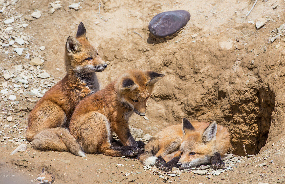 Usa, Wyoming, Lincoln County, three Red Fox kits in front of their den.
