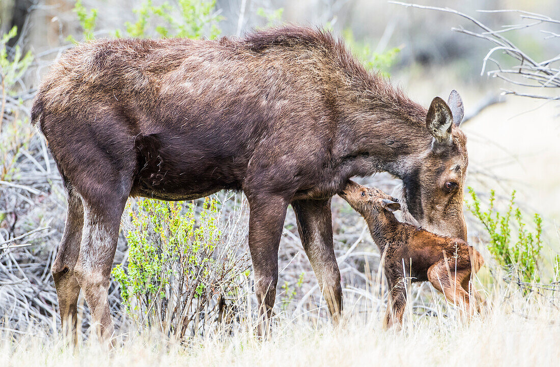 Usa, Wyoming, Sublette County, eine Elchkuh leckt ihr neugeborenes Kalb.