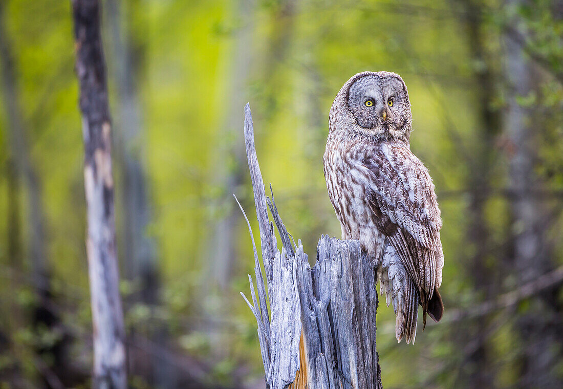 Usa, Wyoming, Grand Teton National Park, an adult Great Gray Owl sits on a stump.