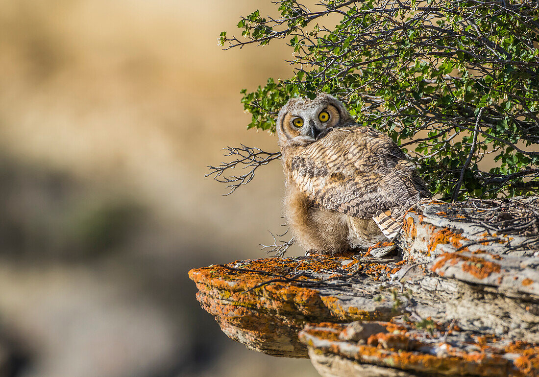 Usa, Wyoming, Sublette County, a young Great Horned Owl sits on a lichen covered ledge.