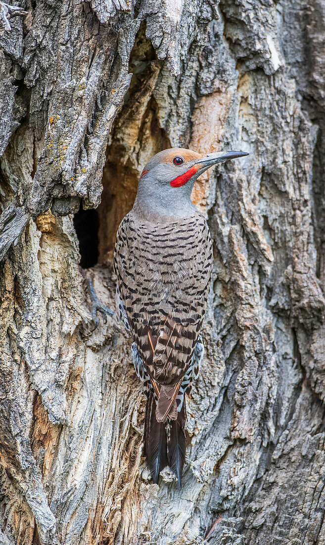 Usa, Wyoming, Lincoln County, a Northern Flicker sits at the nest cavity in a cottonwood tree.
