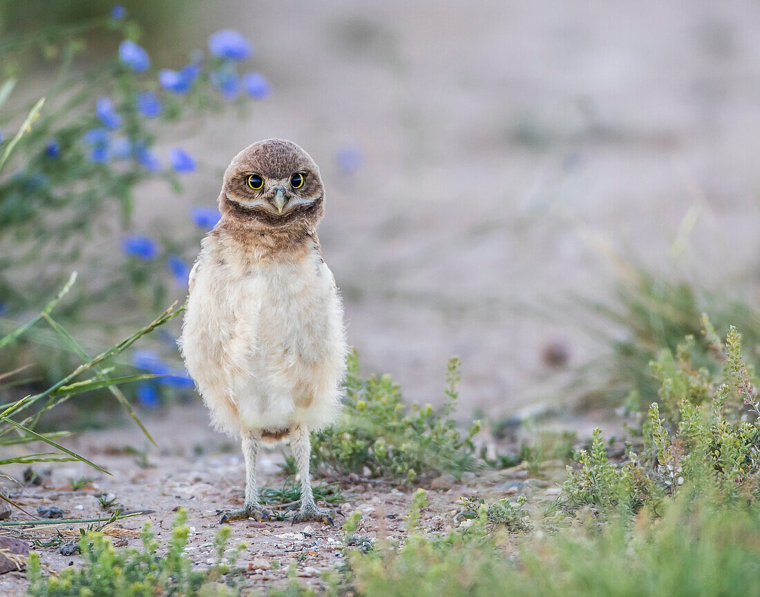 Usa, Wyoming, Sublette County, eine junge Kanincheneule steht vor einem blumigen Hintergrund.