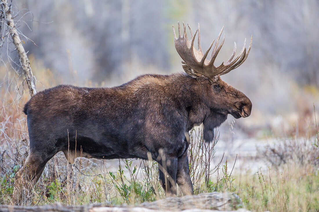 Usa, Wyoming, Grand Teton National Park, a bull moose stands along a river bank in the autumn.