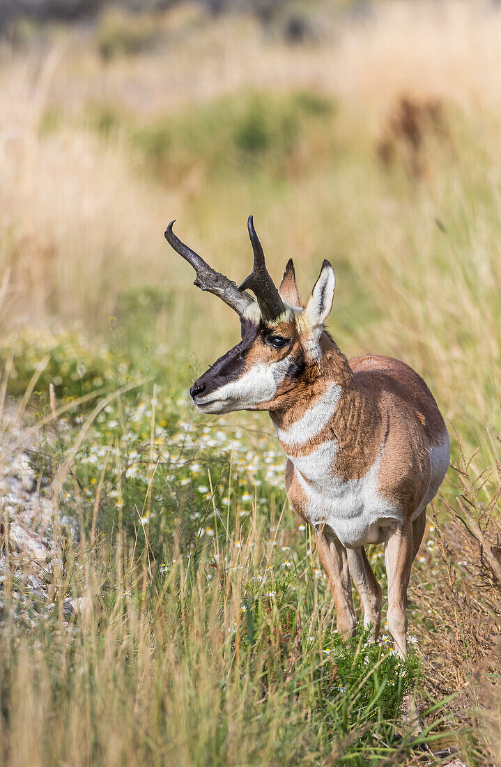 Usa, Wyoming, Sublette County, ein männlicher Pronghorn bleibt im Herbst im Gras stehen.