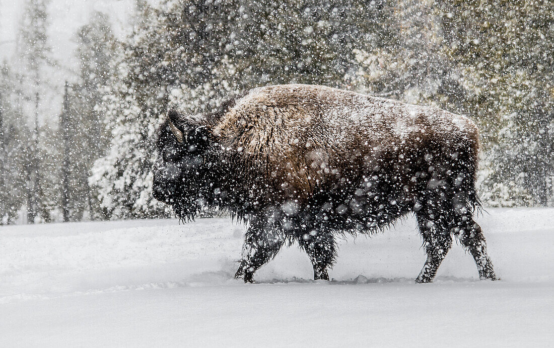USA, Yellowstone-Nationalpark. Bison im Winter