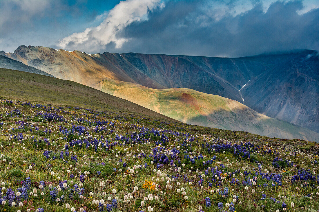 Lupine and Bistort wildflowers cover high alpine meadow, Absaroka Mountains near Cody and Meeteetse, Wyoming, USA.