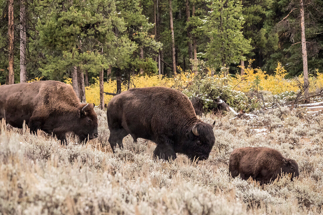Yellowstone National Park, Wyoming, USA. Bison family walking in Lamar Valley.