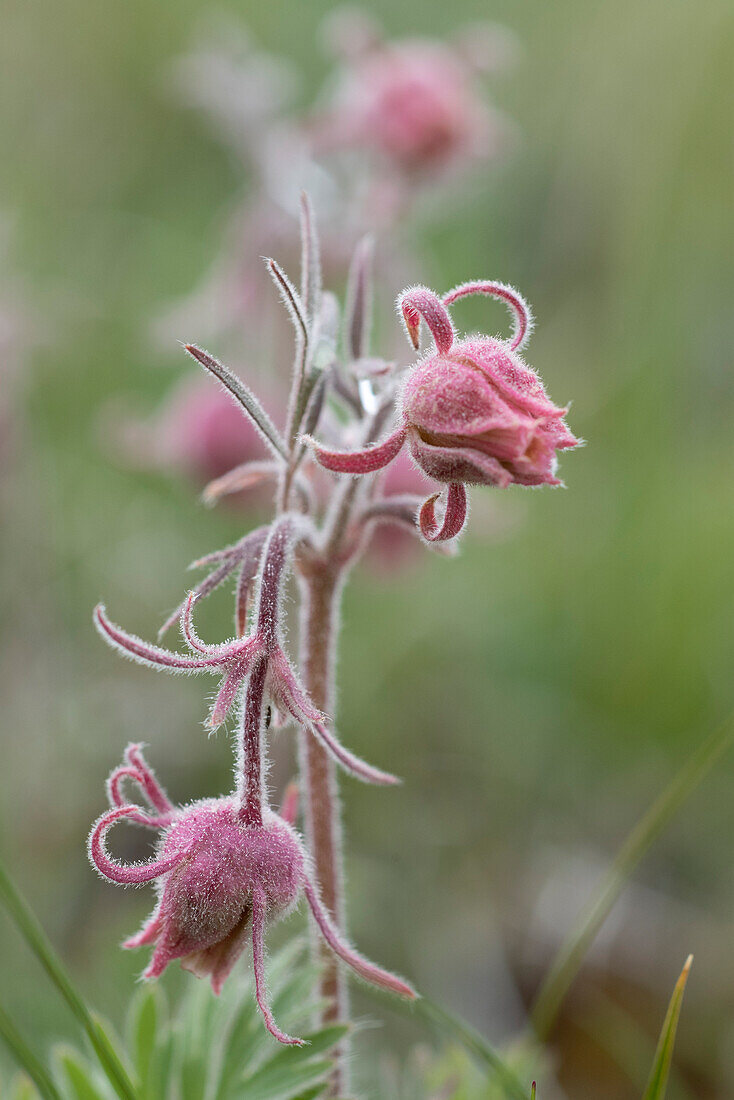 USA, Wyoming. Prairie Smoke, Yellowstone National Park.