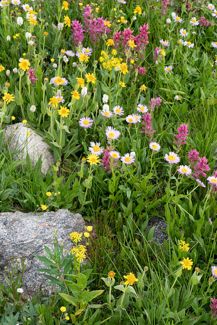 USA, Wyoming. Blooming alpine wildflowers, Beartooth Highway.