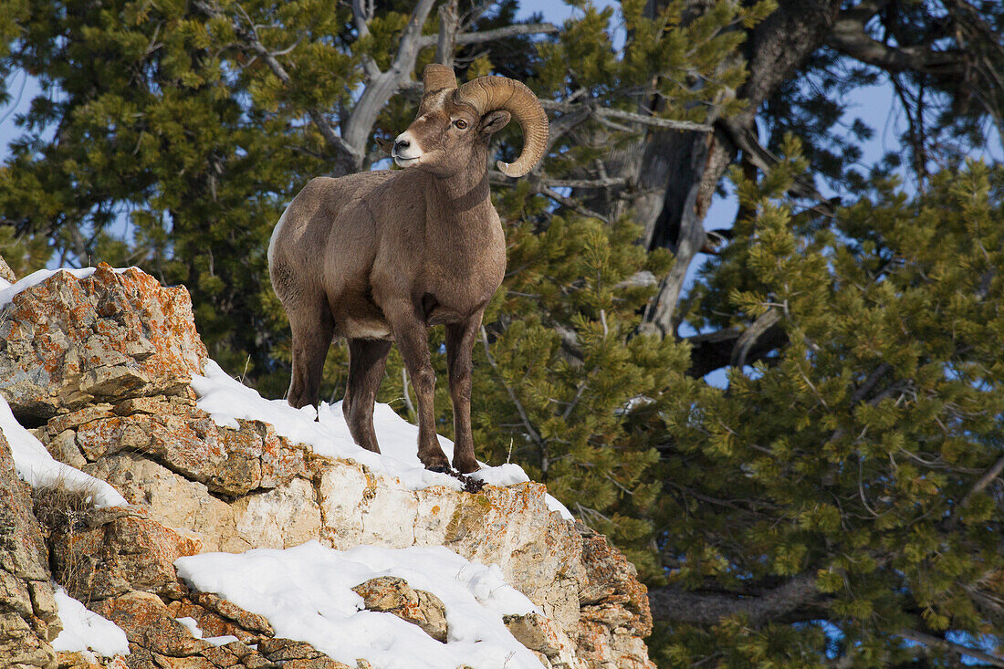 Rocky Mountain Bighorn Schafbock