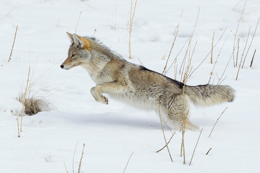 Coyote hunting rodents in the snow, Yellowstone National Park