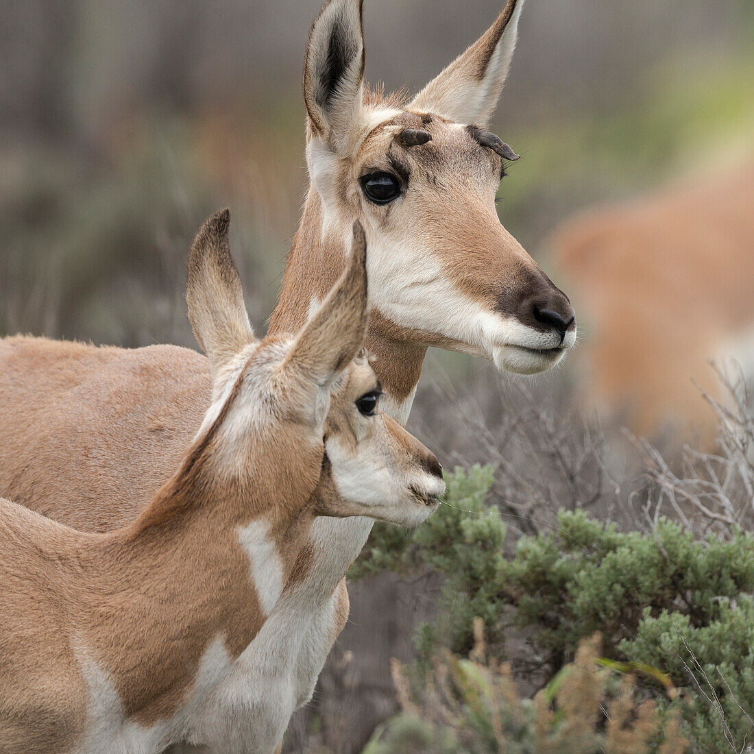 Pronghorn doe with this years fawn, Grand Tetons National Park, Wyoming