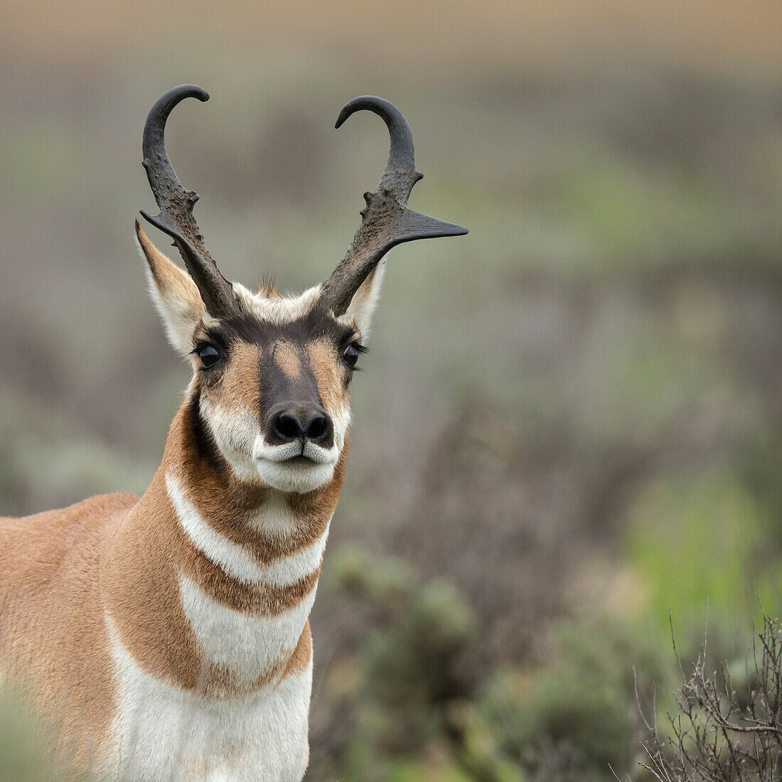 Pronghorn buck showing territorial behavior, Antilocapra americana, Grand Tetons National Park, Wyoming