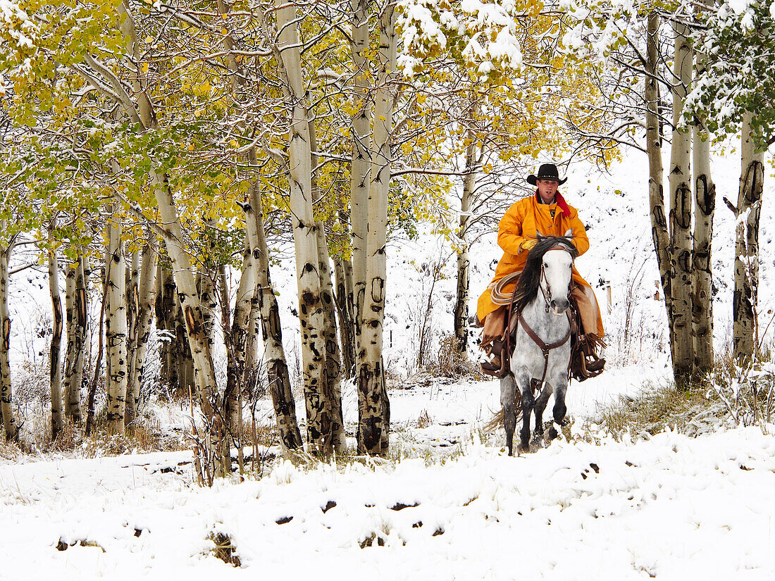 USA, Wyoming, Shell, Big Horn Mountains, Cowboys riding in Autumn Aspens with fresh snowfall (MR)