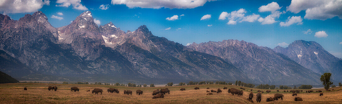 Panorama. Buffalo Herd with Grand Teton Mountains behind. Grand Teton National Park, Wyoming.