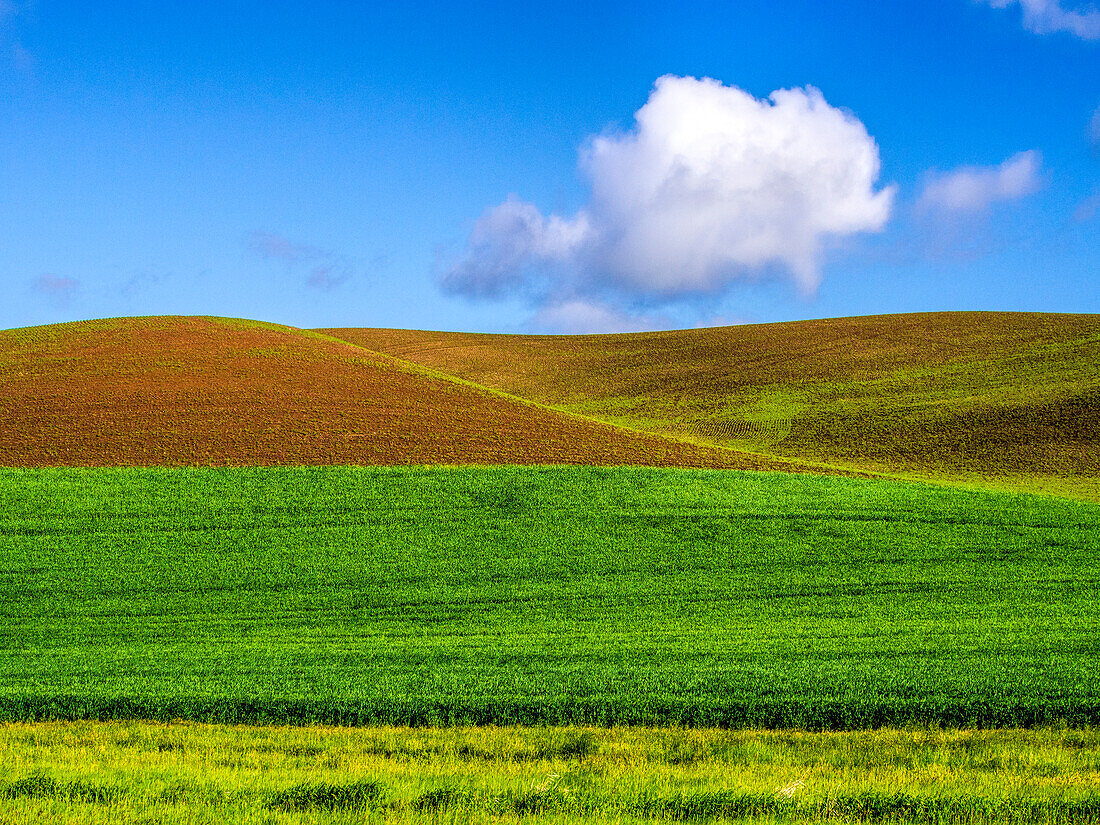 USA, Bundesstaat Washington, Palouse Country, Frühlingsweizenfeld und Wolken