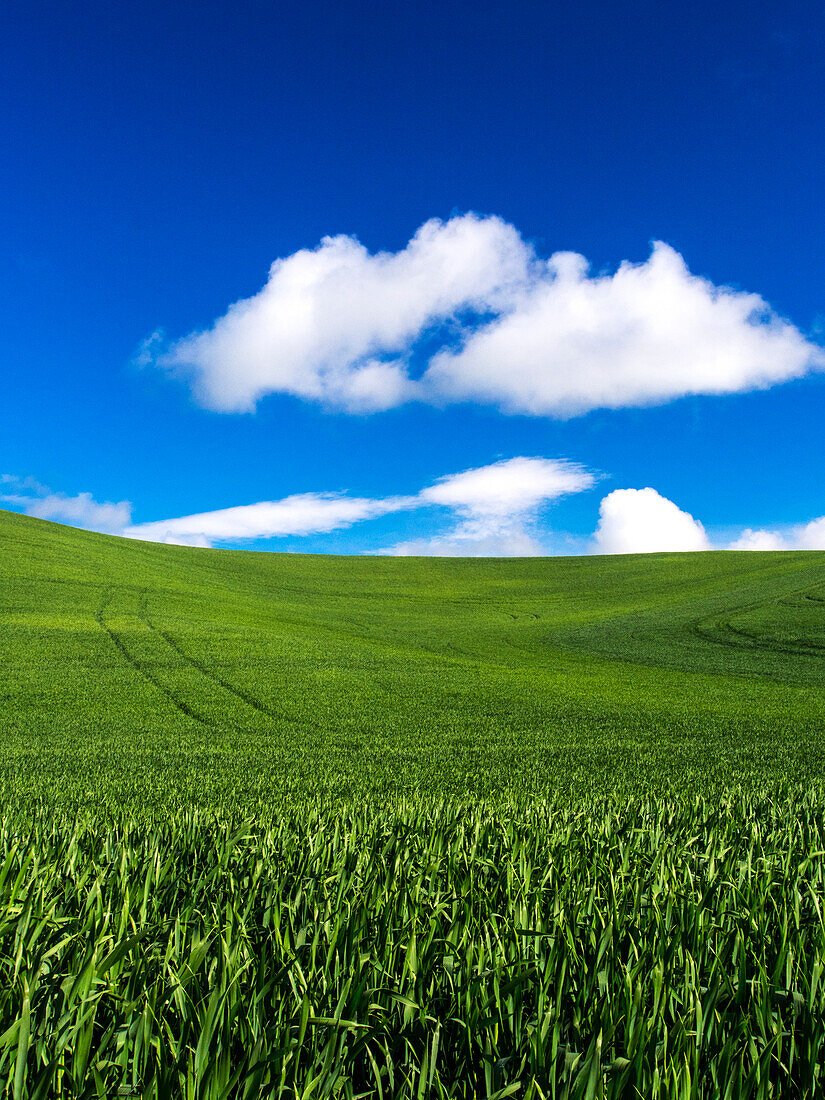 USA, Washington State, Palouse Country, Spring Wheat Field and Clouds