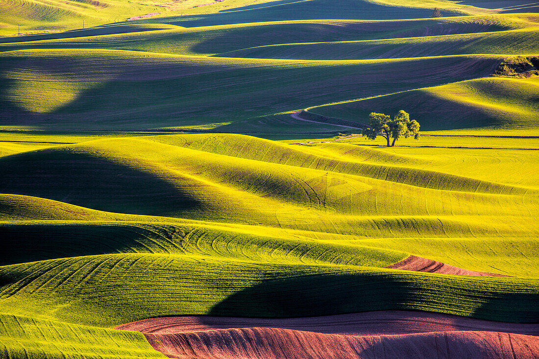 USA, Washington State, Palouse Country, Lone Tree in Wheat Field with Evening Light