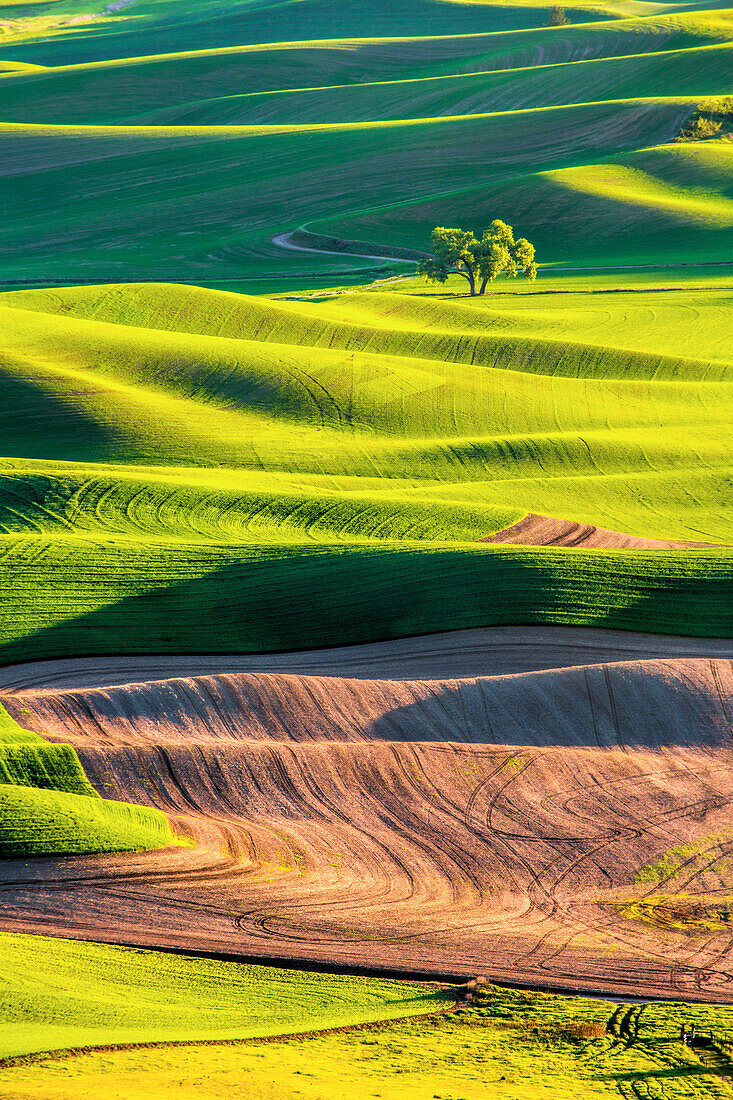 USA, Bundesstaat Washington, Palouse Country, Einsamer Baum im Weizenfeld im Abendlicht