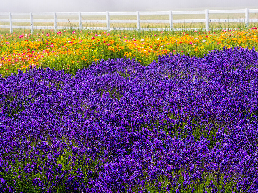 USA, Washington State, Sequim, Lavender Field