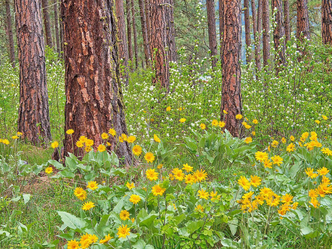 USA, Washington State, Easter Cascade Mountains, Ponderosa Pine with Spring wildflowers