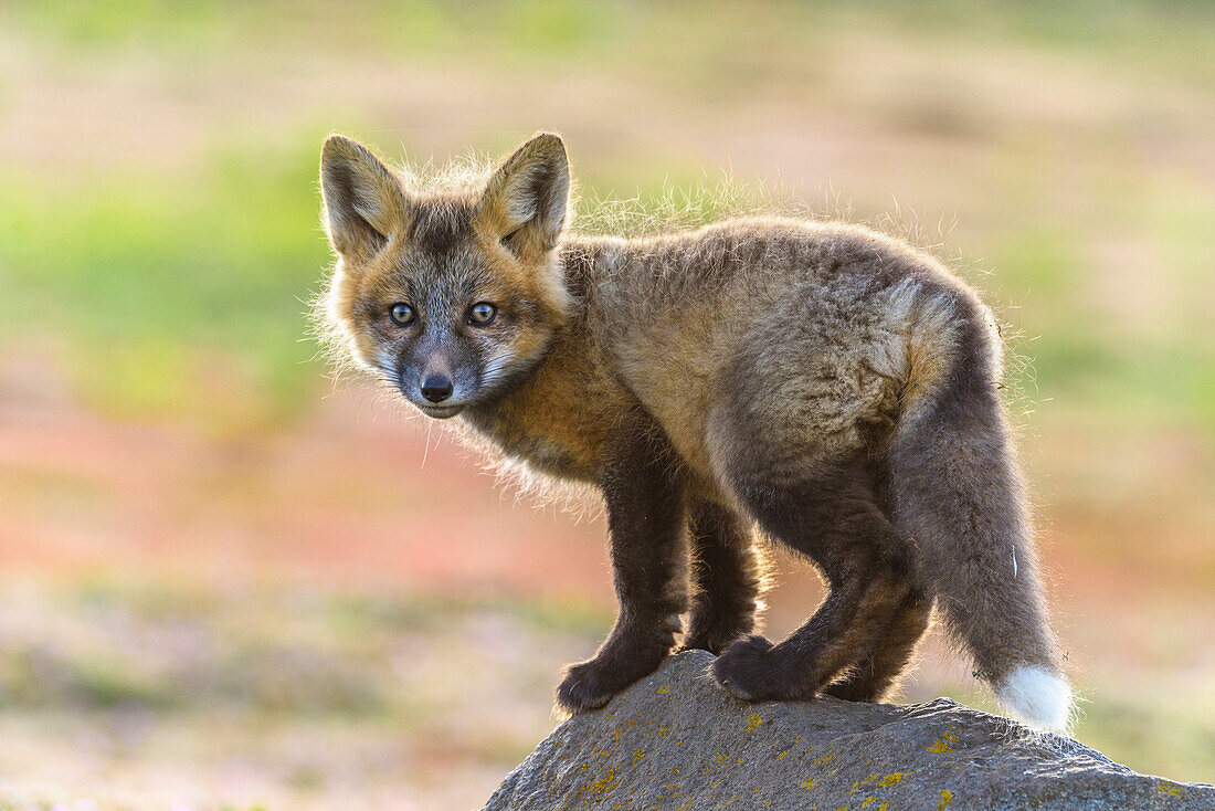 USA, Washington State. Red fox kit.