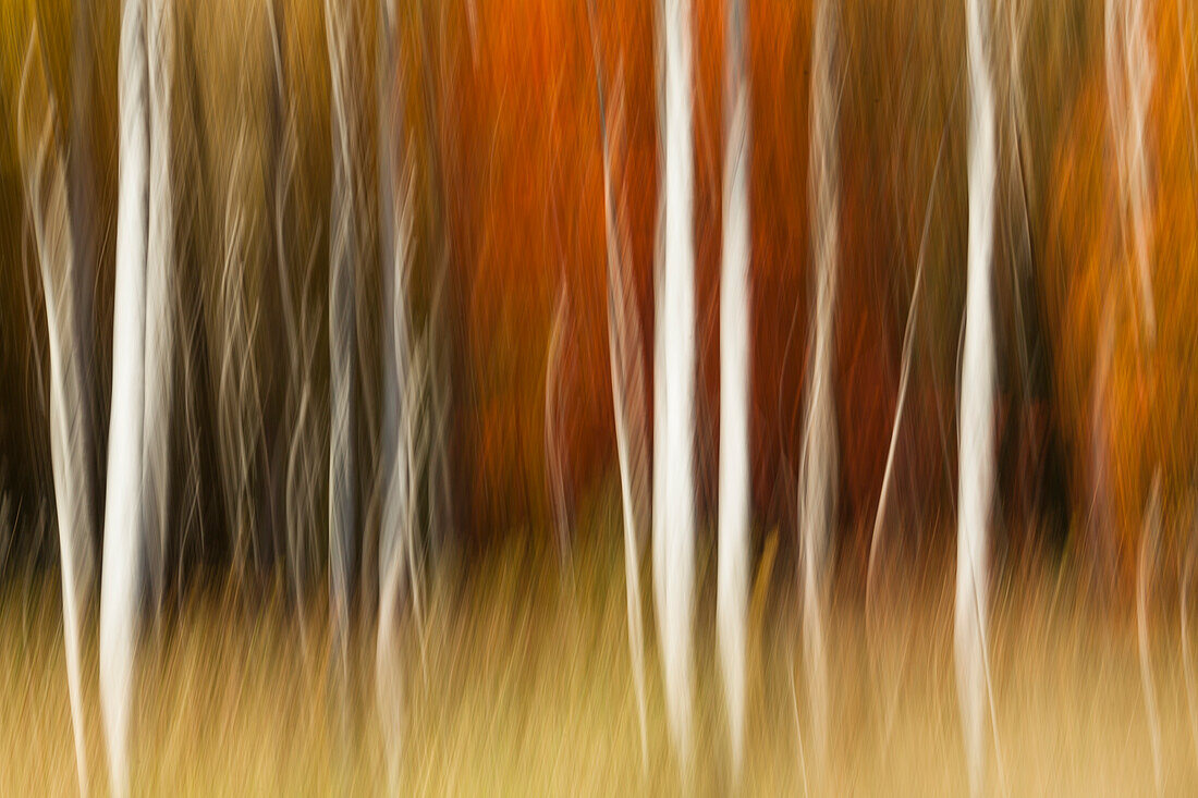 Abstrakte Impression einer Birke im Herbstlaub, Wisconsin.