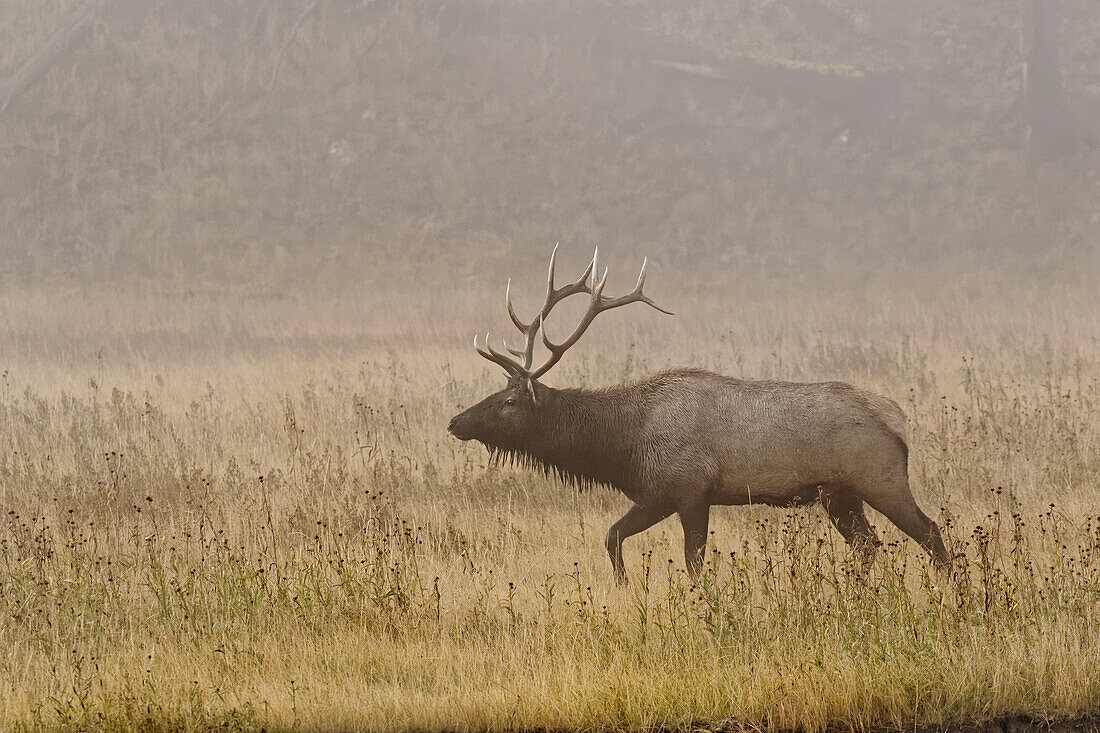 Bull Elk on foggy morning along Madison River, Yellowstone National Park, Wyoming.