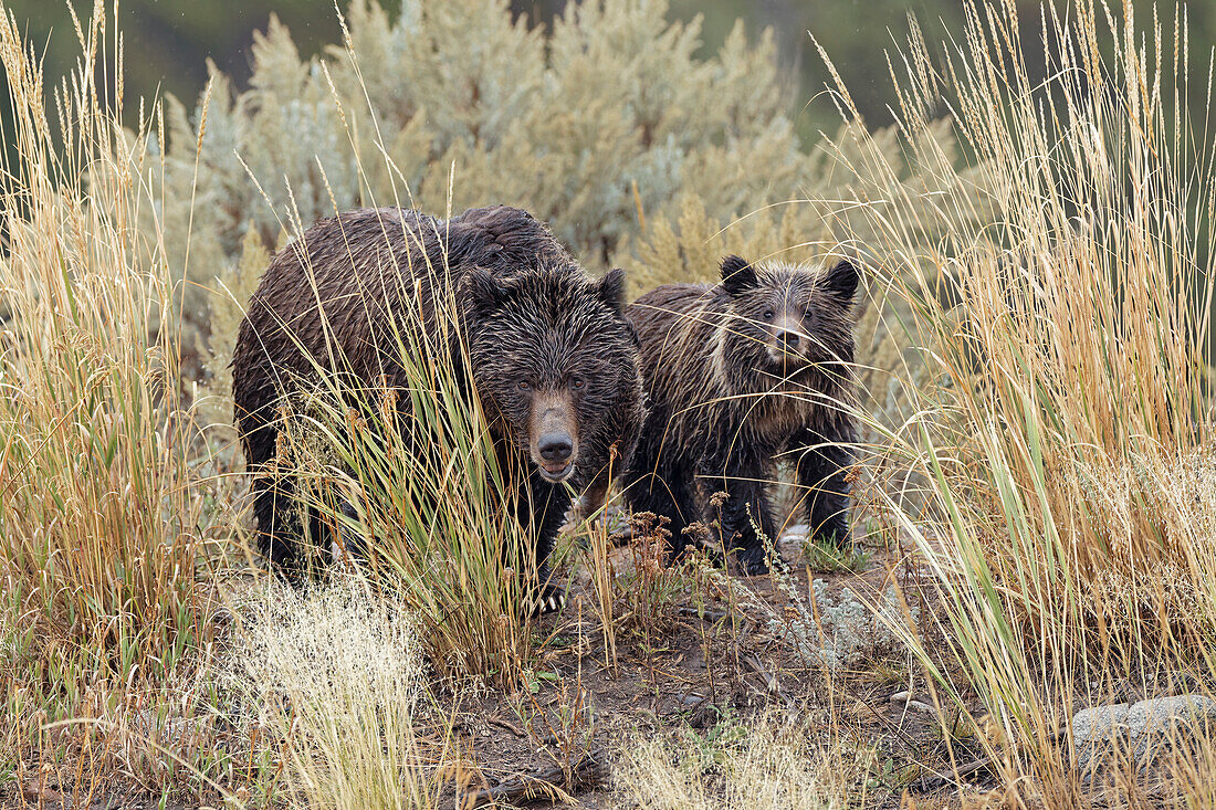 Weiblicher Grizzlybär (Braunbär) mit Jungtier, Lamar Valley, Yellowstone National Park, Wyoming