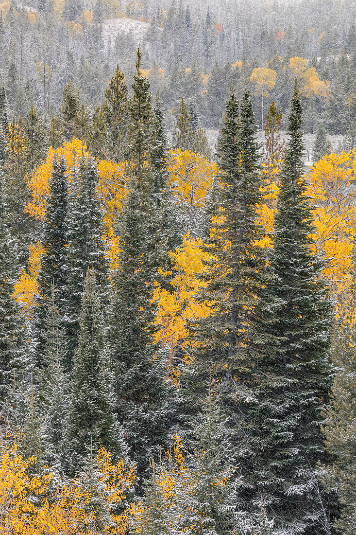 Herbstliche Espengoldfarben und früher Schneefall, Grand Teton National Park, Wyoming