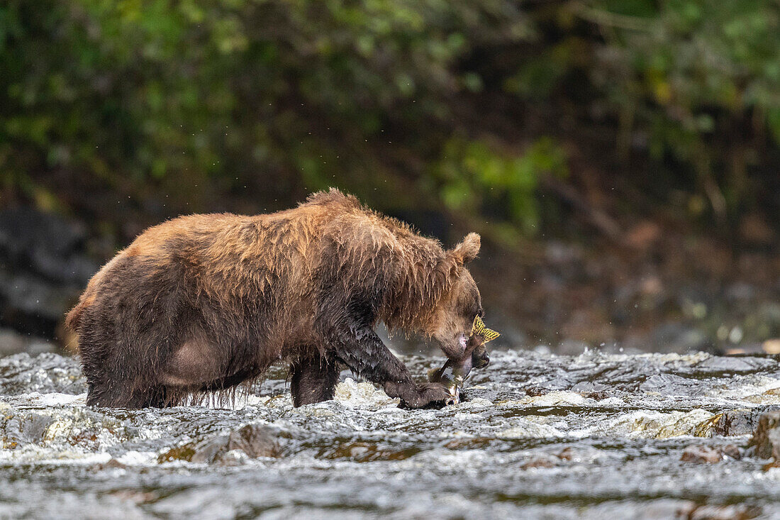 Adult brown bear (Ursus arctos), feeding on pink salmon in Pavlov Harbor on Chichagof Island, Alaska, United States of America, North America