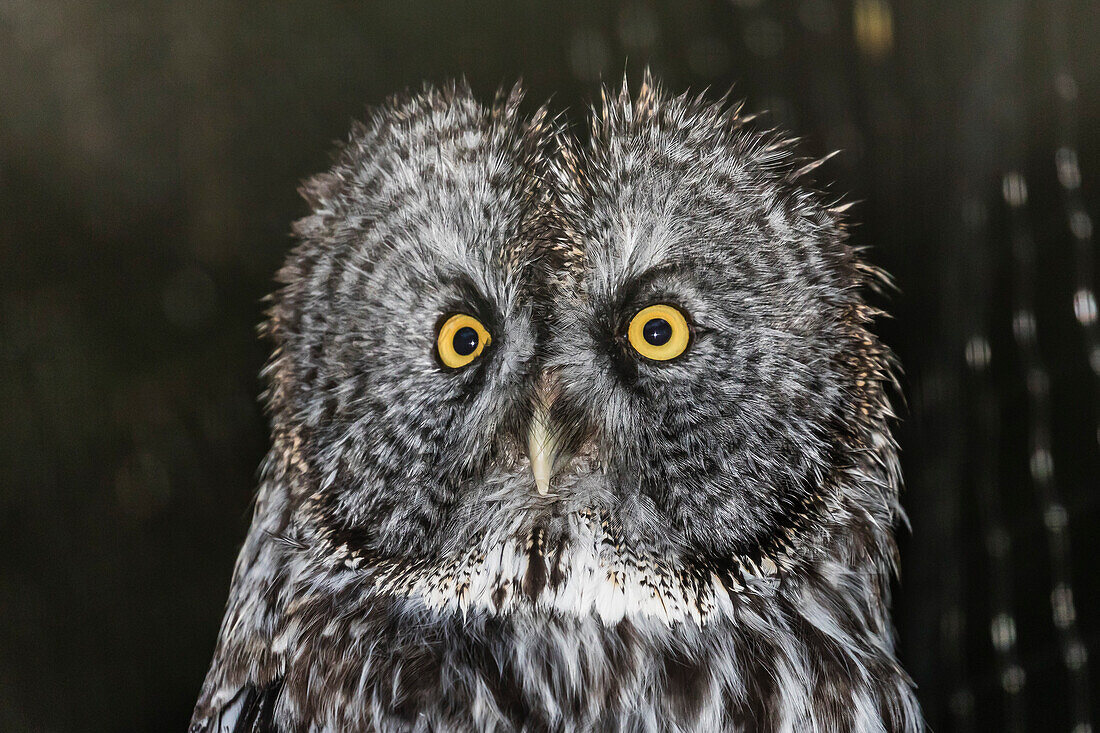 Adult captive great grey owl (Strix nebulosa), Alaska Raptor Center in Sitka, Southeast Alaska, United States of America, North America