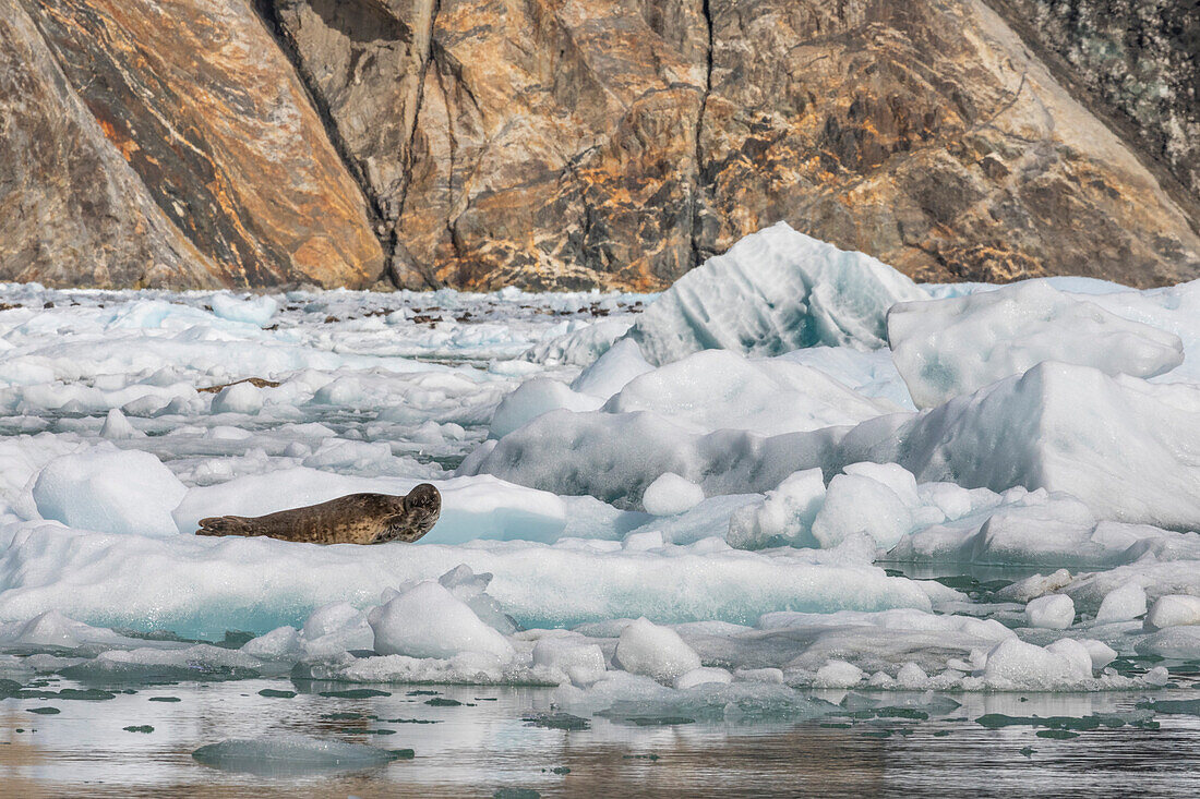 Adult harbor sea (Phoca vitulina), hauled out on ice at South Sawyer Glacier in Tracy Arm, Southeast Alaska, United States of America, North America