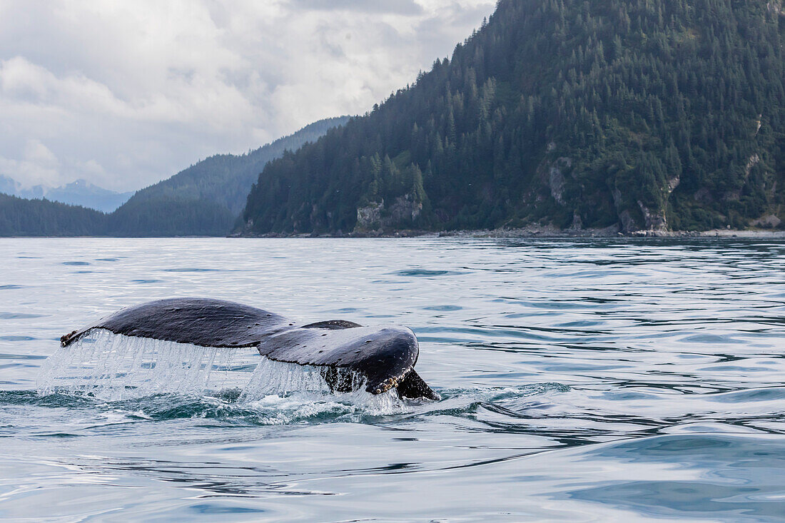 Adult humpback whale (Megaptera novaeangliae), flukes-up dive in the Inian Islands, Southeast Alaska, United States of America, North America