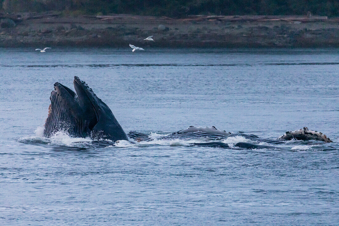 Adult humpback whales (Megaptera novaeangliae), surface lunge-feeding in the Inian Islands, Southeast Alaska, United States of America, North America
