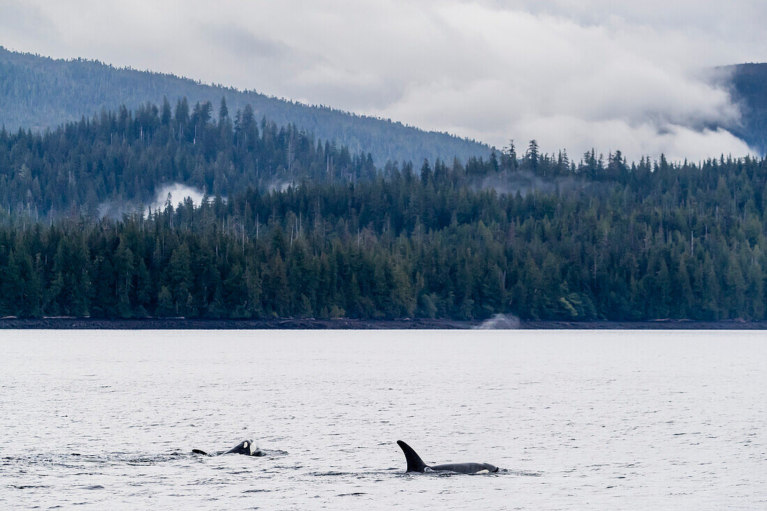 Killer whales (Orcinus orca), surfacing in Behm Canal, Southeast Alaska, United States of America, North America