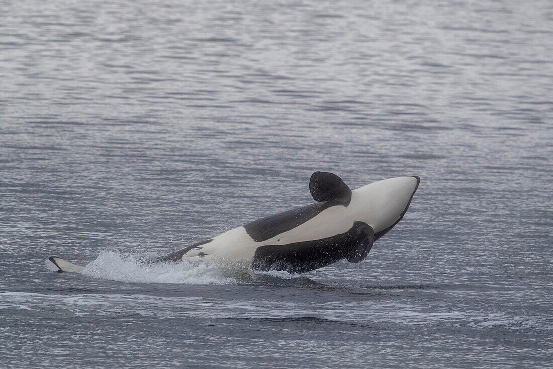 Juvenile female killer whale (Orcinus orca) breaching in Behm Canal, Southeast Alaska, United States of America, North America