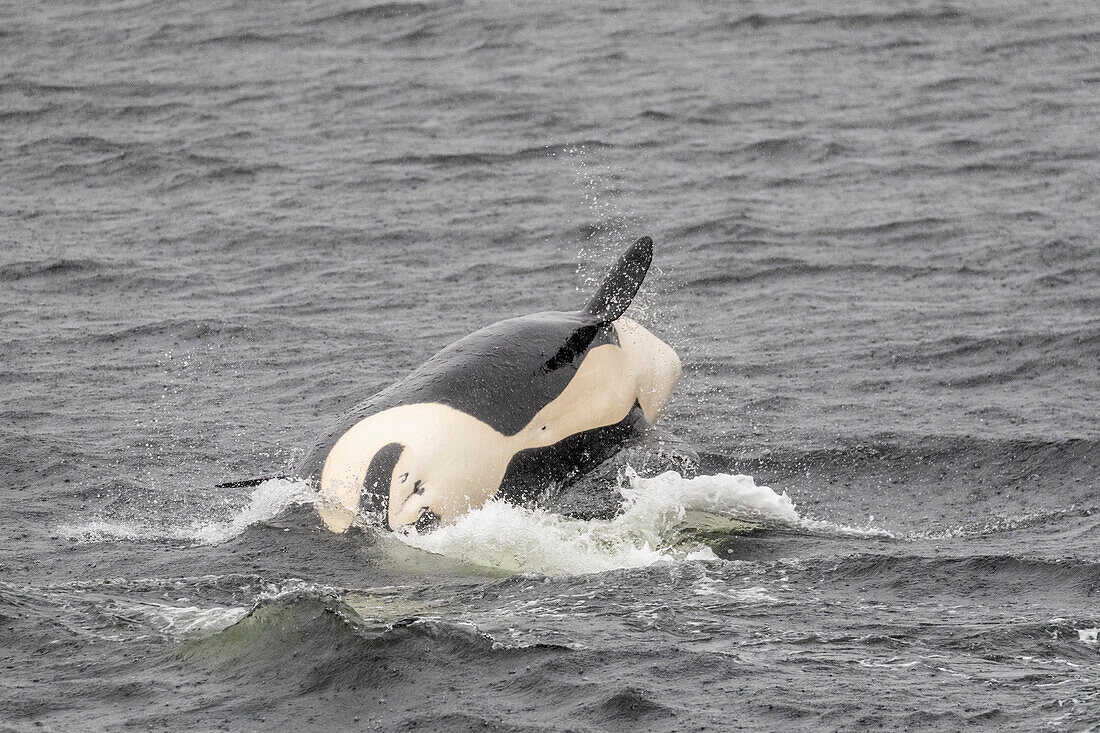 Ausgewachsener weiblicher Schwertwal (Orcinus orca) beim Brechen im Behm Canal, Südost-Alaska, Vereinigte Staaten von Amerika, Nordamerika