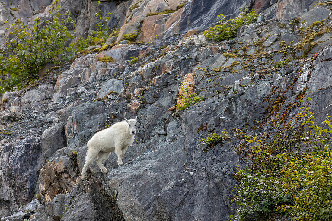 Adult mountain goat (Oreamnos americanus), at South Sawyer Glacier in Tracy Arm, Southeast Alaska, United States of America, North America