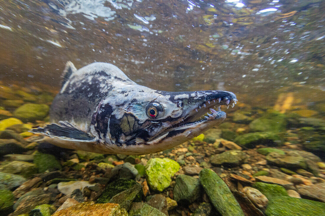 Adult pink salmon (Oncorhynchus gorbuscha), spawning in Fox Creek, Chichagof Island, Southeast Alaska, United States of America, North America