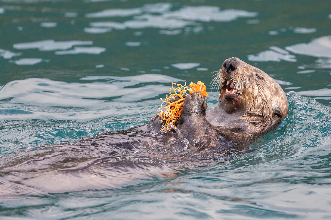 Adult sea otter (Enhydra lutris), feeding on a basket star in the Inian Islands, Southeast Alaska, United States of America, North America