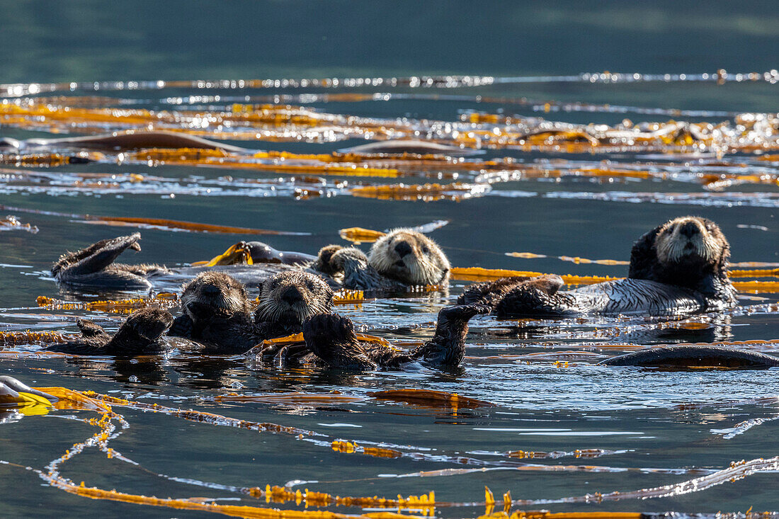 A group of sea otters (Enhydra lutris), rafting in the kelp in the Inian Islands, Southeast Alaska, United States of America, North America