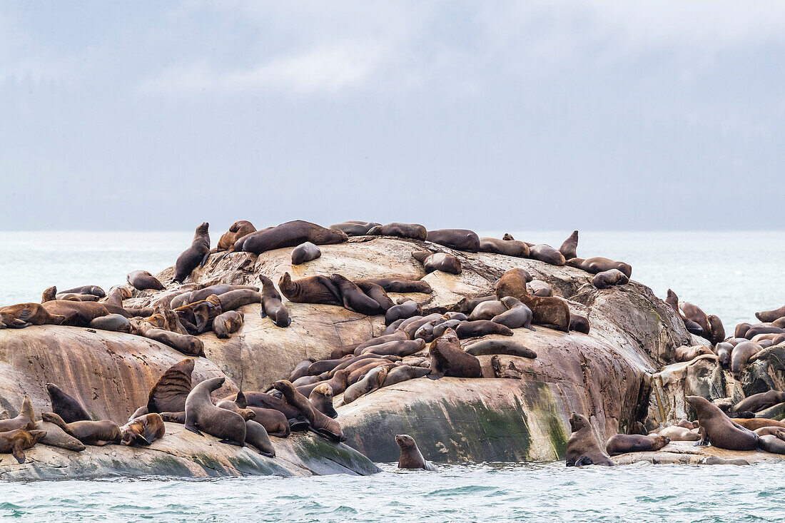 Steller sea lions (Eumetopias jubatus), hauled out on the flood tide, South Marble Island, Glacier Bay National Park, Alaska, United States of America, North America