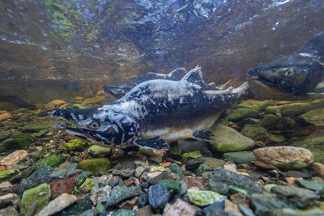 Adult pink salmon (Oncorhynchus gorbuscha), spawning in Fox Creek, Chichagof Island, Southeast Alaska, United States of America, North America